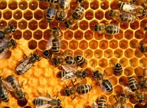 ผึ้ง