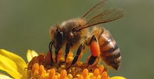 ศัตรูของผึ้ง